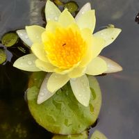 温帯スイレン,水生植物,花のある暮らし,宿根・多年草の画像