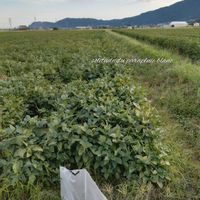 タマスダレ,フクユタカ,大豆畑,傷天を気取って,おセンチ気分の画像