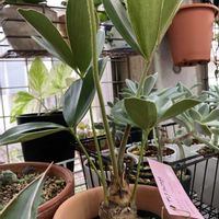 ソテツ,ザミア,Zamia  furfuracea,ザミア・フルフラセア,観葉植物の画像