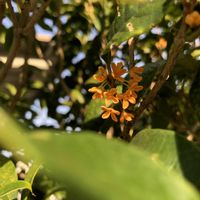 キンモクセイ,金木犀,キンモクセイ（金木犀）,咲いた！,花のある暮らしの画像