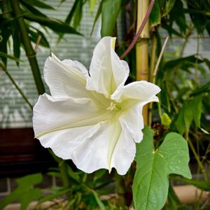 ヨルガオ,夜顔の蕾,山野草,白い花,花のある暮らしの画像