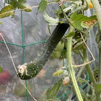 キュウリ,+安曇野,家庭菜園の画像