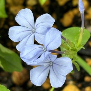 ルリマツリ,ミニバラ,鉢植え,挿し木,花のある暮らしの画像