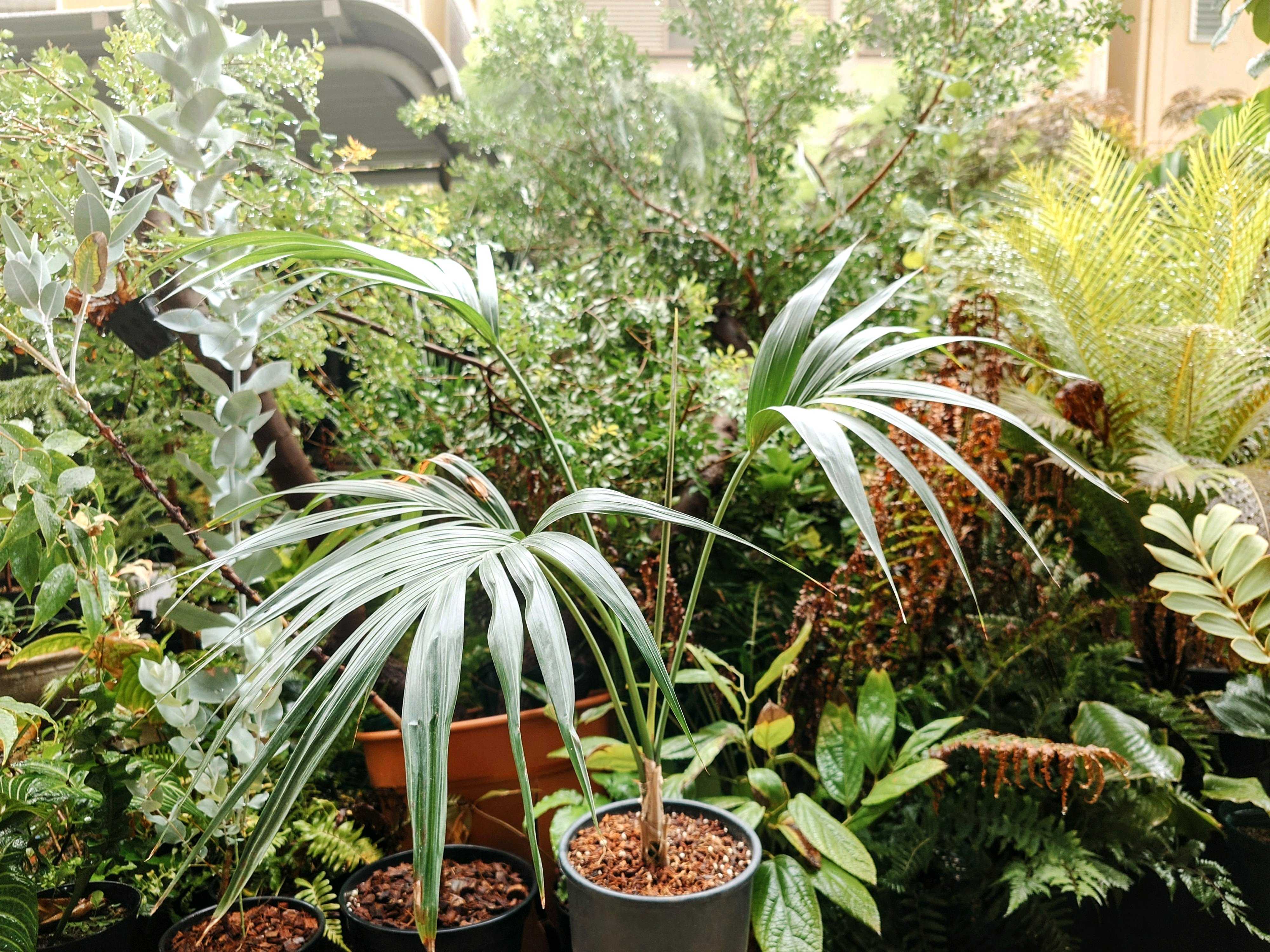 ケンチャヤシの育て方|植え付けや植え替えの時期、水やりの方法 ケンチャヤシの育て方|植え付けや植え替えの時期、水やりの方法