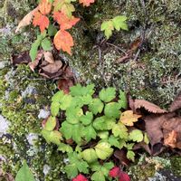 秋の気配,スマホ撮影,寒冷地, 地衣類,半日陰の庭の画像