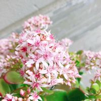 花月,金のなる木,桜花月,かねのなる木(サクラカゲツ）,多肉植物の画像