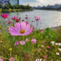 キバナコスモス,さくらちゃん,秋桜（こすもす）,勝島運河,山野草の画像