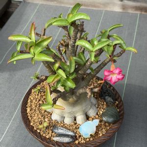 塊根植物,花芽,お花,コーデックス,可愛い〜♡の画像