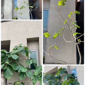 ウンベラータ,観葉植物,大型観葉植物,スマホ撮影,観葉植物のある暮らしの画像