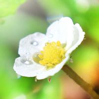 イチゴ,イチゴの花,イチゴの花,プランター,花のある暮らしの画像