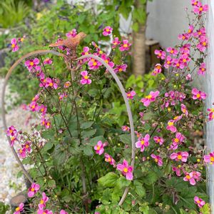 秋明菊,マイガーデン,シェードガーデン,いやし♪,小花会の画像