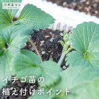 イチゴ,植物のある暮らし,肥料,プランター栽培,ベランダ菜園の画像