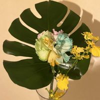 オンシジウム,カーネーション,モンステラ,観葉植物,花のある暮らしの画像