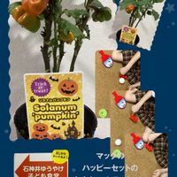 ジャガイモ,落花生,ソラナム パンプキン,マックのハッピーセットのおまけ,お迎えの画像