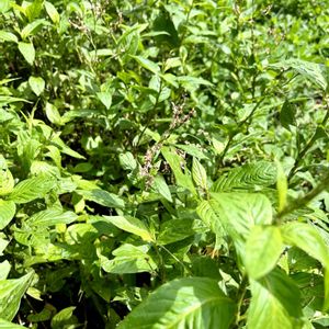 アイ,タデアイ,アイタデ,山野草,花のある暮らしの画像