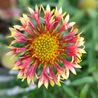 ガイラルディア,アグラオネマ ビューティー,大人の着せ替え人形,観葉植物,花散歩の画像