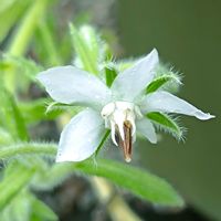 ワイルドストロベリー,デリーズ,パインベリー,シロバナボリジ,サントリー本気野菜 らくなりいちごの画像