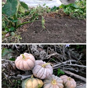 小菊カボチャ,無農薬野菜,自宅の畑,アサヒ農園,野菜遺産の画像