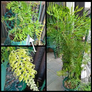 鉢植え,挿し木,四季咲き,花のある暮らし,オーストラリア原産の画像