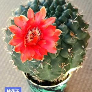 緋花玉,ギムノカリキウム　緋花玉,ダイソー,植物男子ベランダー,さぼてんの画像