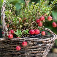 クランベリー,赤い実,おうち園芸,小さな庭の画像