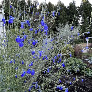 コバルト セージ,サルビア　レプタンス　コバルトブルー,青い花,花のある暮らし,秋の気配の画像