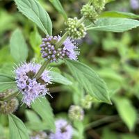 ニホンハッカ,ニホンハッカ,和ハッカ,山野草,お散歩の画像