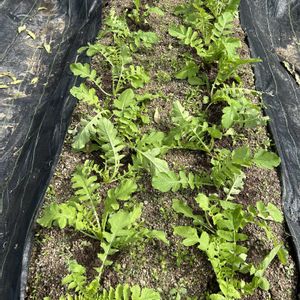 宮重大根,花が好き,無農薬❤家庭菜園,野菜が好き,アサヒ農園の画像