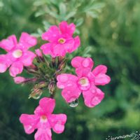 バーベナ,アベルモスクス(アカバナワタ),紫陽花 エンドレスサマー？,雨上がり,四季咲きの画像