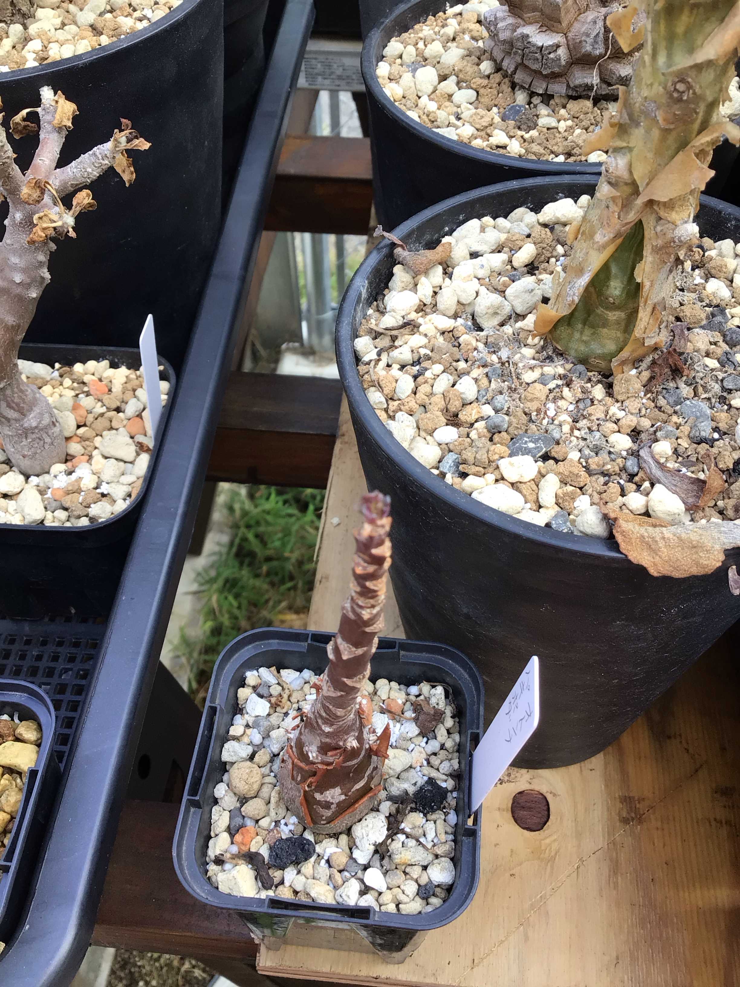 オトンナ マクロスペルマの一覧｜🍀GreenSnap（グリーンスナップ）