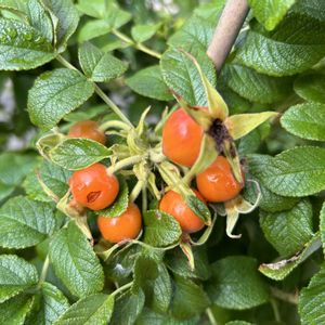 ローズヒップ,バラ 鉢植え,原種バラ,ばら バラ 薔薇の画像