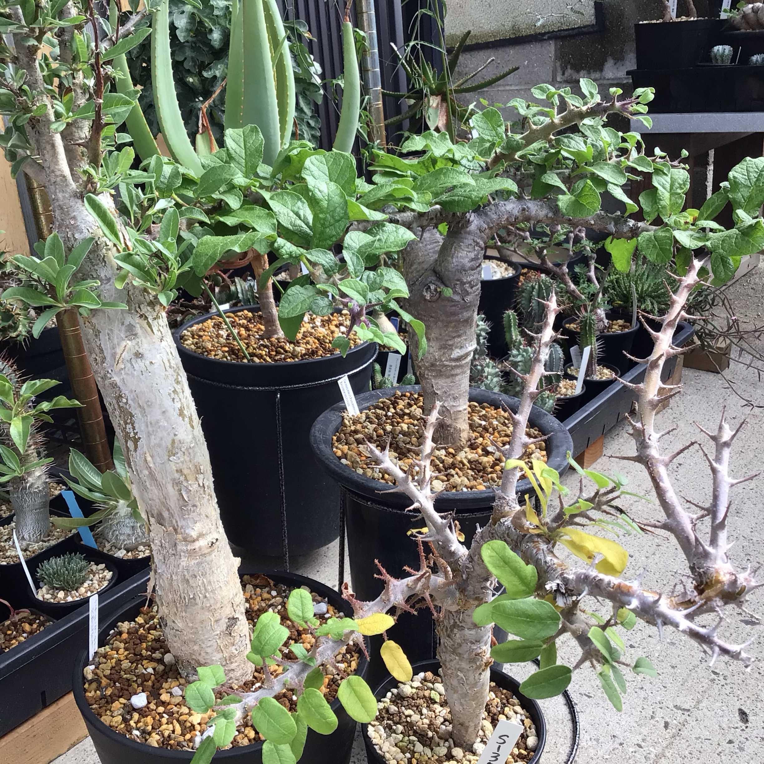 セサモタムナス・ブッセアヌスの一覧｜🍀GreenSnap（グリーンスナップ）