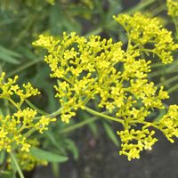 オミナエシ,植物園の画像