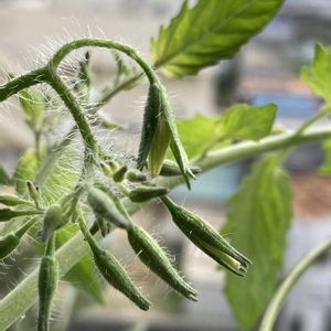 ミニトマト,水耕栽培,種から,無農薬,無農薬野菜の画像