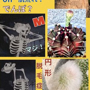 サボテン,置物,iPhone撮影,スマホ撮影,我が家の花の画像