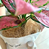 アグラオネマ,アグラオネマ,観葉植物,初心者の画像