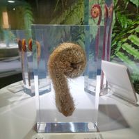 ヘゴ,ホソバリュウビンタイ,いわひば,シダ植物,植物のある暮らしの画像