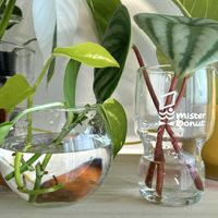 ポトス,ポトス,スイカぺぺ,スイカぺぺ,観葉植物の画像