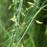 アスパラガス,お花を楽しむ,家庭菜園の画像