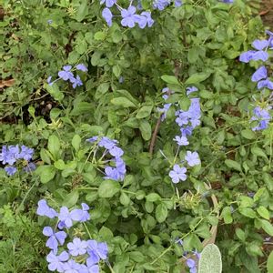 ガーデニング,花のある暮らし,ナチュラルスタイル,おうち園芸,玄関アプローチの画像