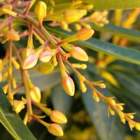 馬酔木(アセビ）,みずひき,花のある暮らし,緑のある暮らし,花は癒やし♡の画像