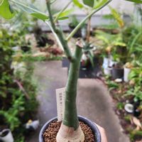 アデニア・グラウカ,多肉植物,観葉植物,塊根植物,ガーデニングの画像