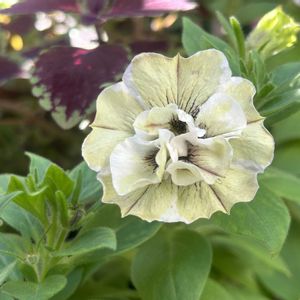 シェードガーデン,花壇の花,花のある暮らし,秋のお花,宿根草♪の画像