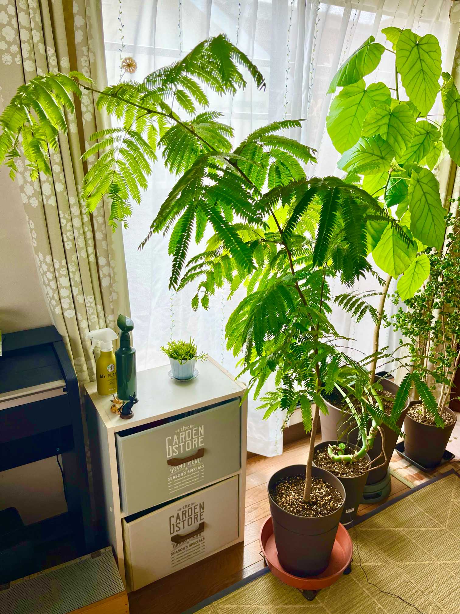 エバーフレッシュ初めての曲げ木🌱｜🍀GreenSnap（グリーンスナップ）