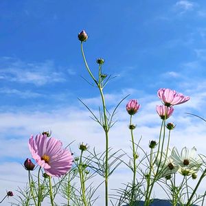 コスモス,切り花,お出かけ先にて,空と,キュンキュン乙女倶楽部の画像