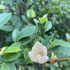 カラタネオガタマ,地植え,開花,庭木,白い花の画像