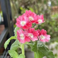 バーベナ,鉢植え,可愛らしい,花のある暮らし,ピンク色の花の画像