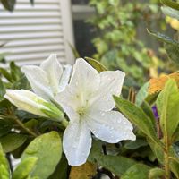 ツツジ,プランター植え,思い出の花,母の庭,小さな庭の画像