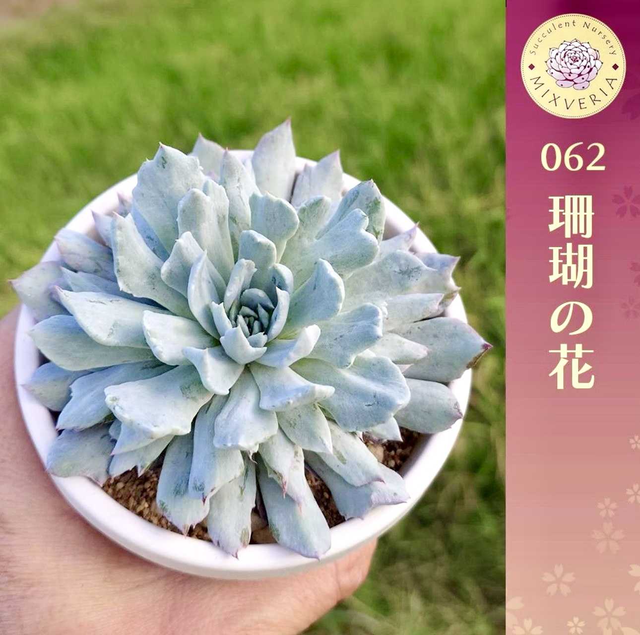 おらいさん苗　no.062 珊瑚の花 楽天市場】多肉植物 oriミックスベリア No.062 珊瑚の花 多肉