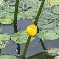 コウホネ,山野草の画像